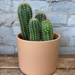Assorted Cactus 6" - #10
