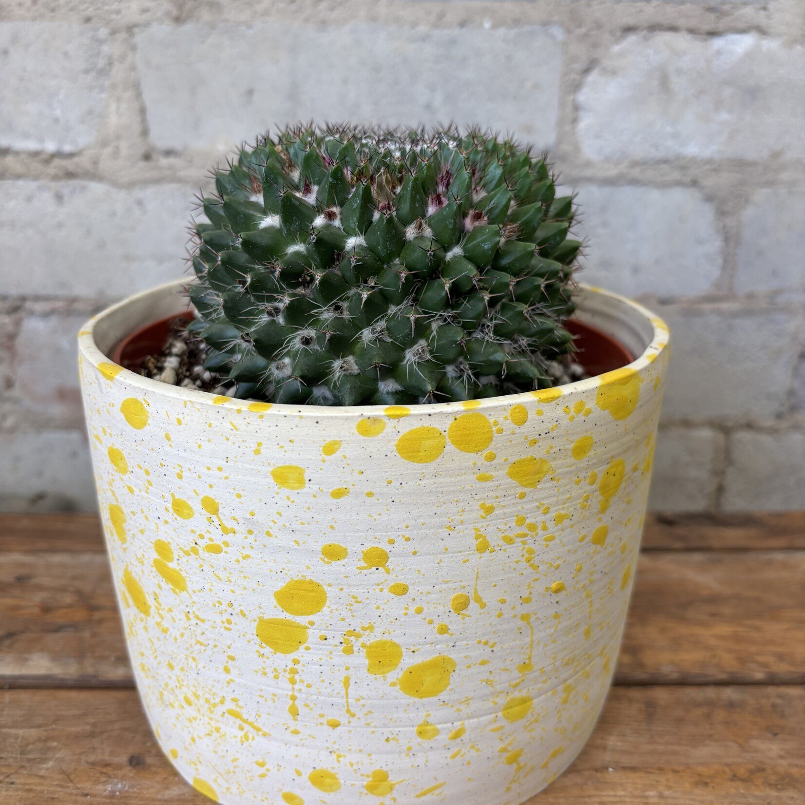 Assorted Cactus 6" - #9