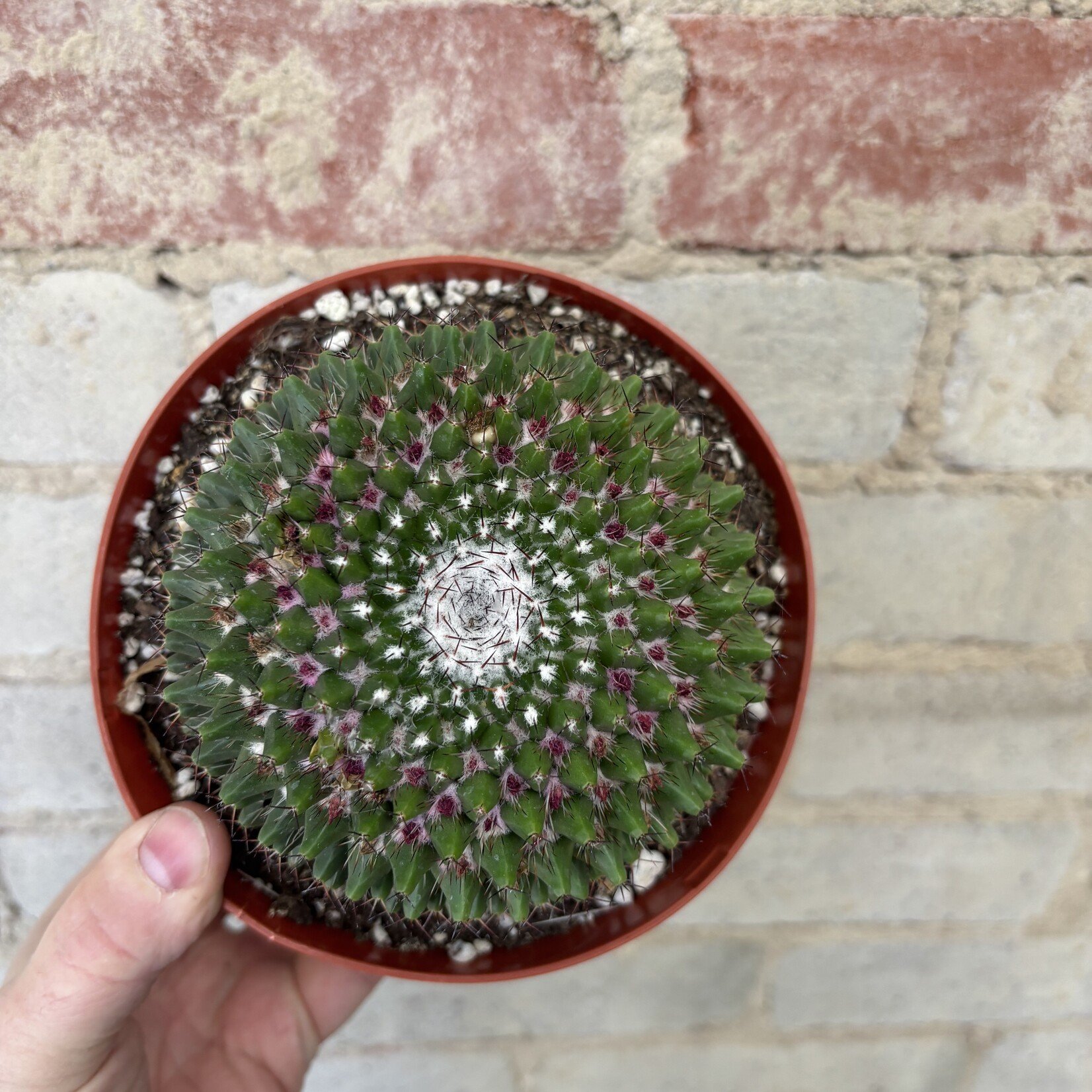 Assorted Cactus 6" - #9
