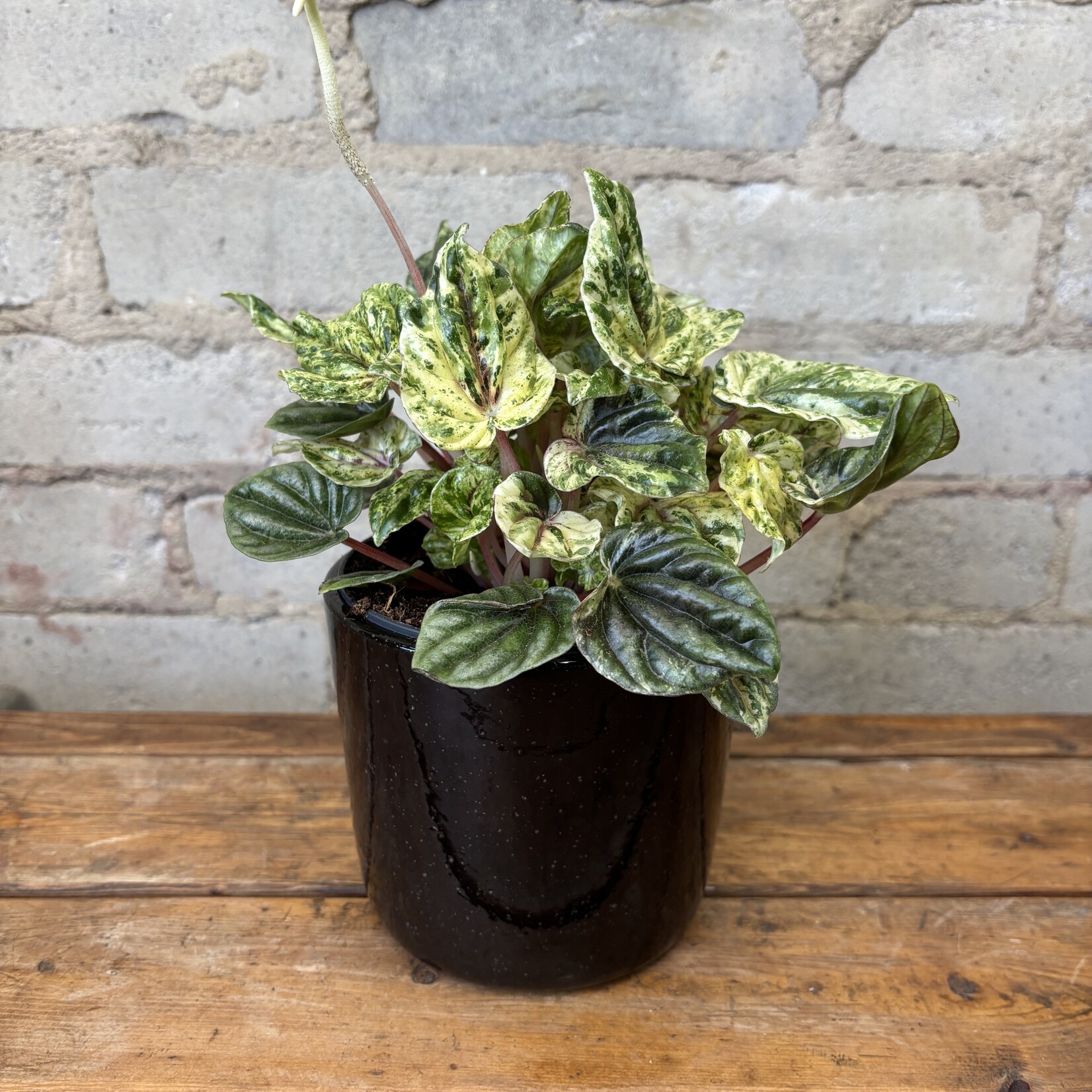Peperomia Buenos Aires 5"