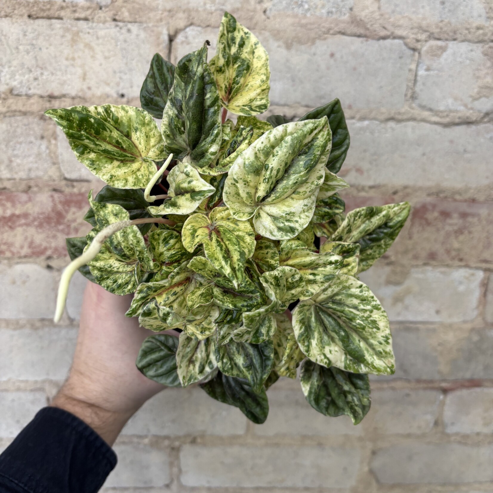Peperomia Buenos Aires 5"