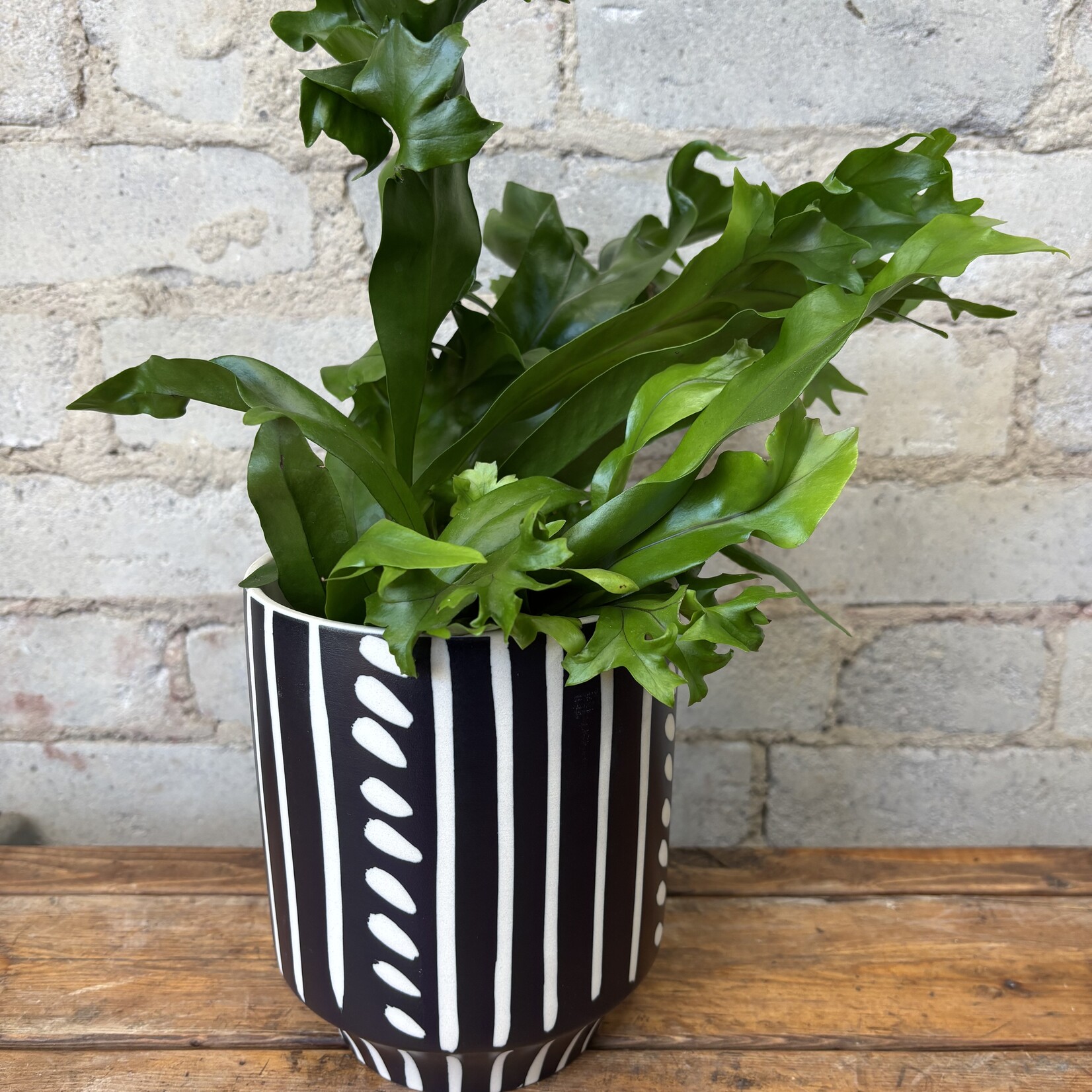 Green Flame Fern 4"