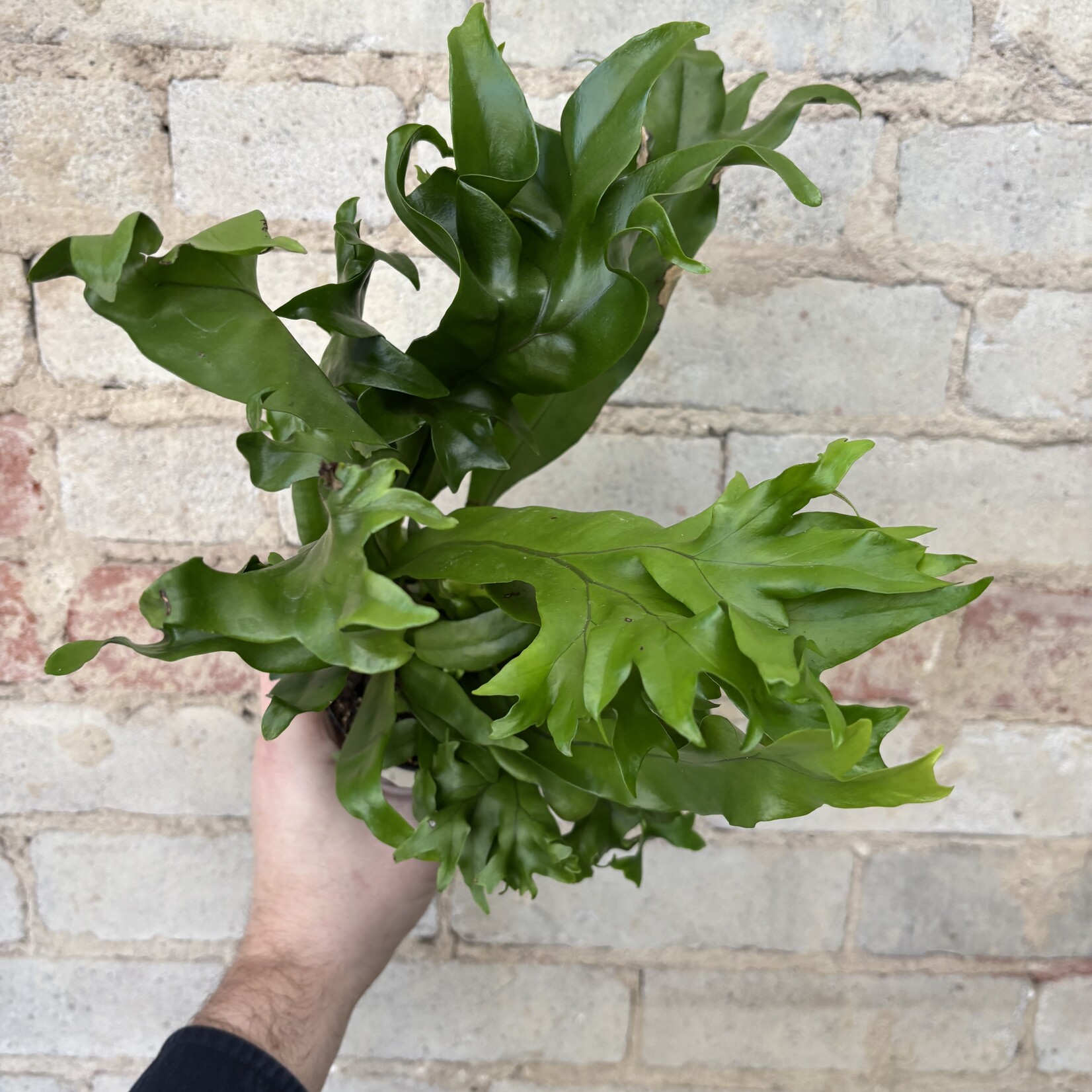 Green Flame Fern 4"