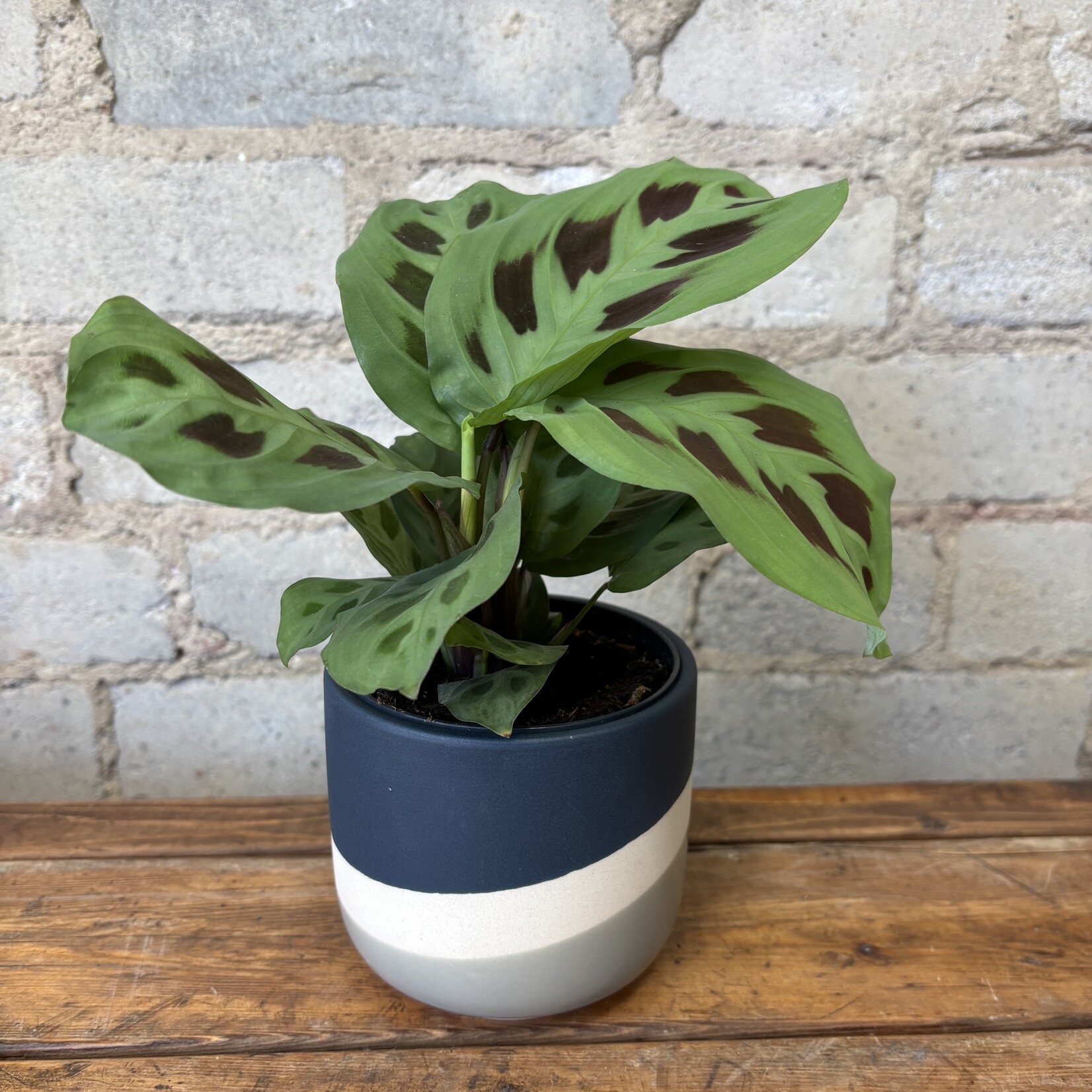 Rabbit Tracks Maranta 3.5"