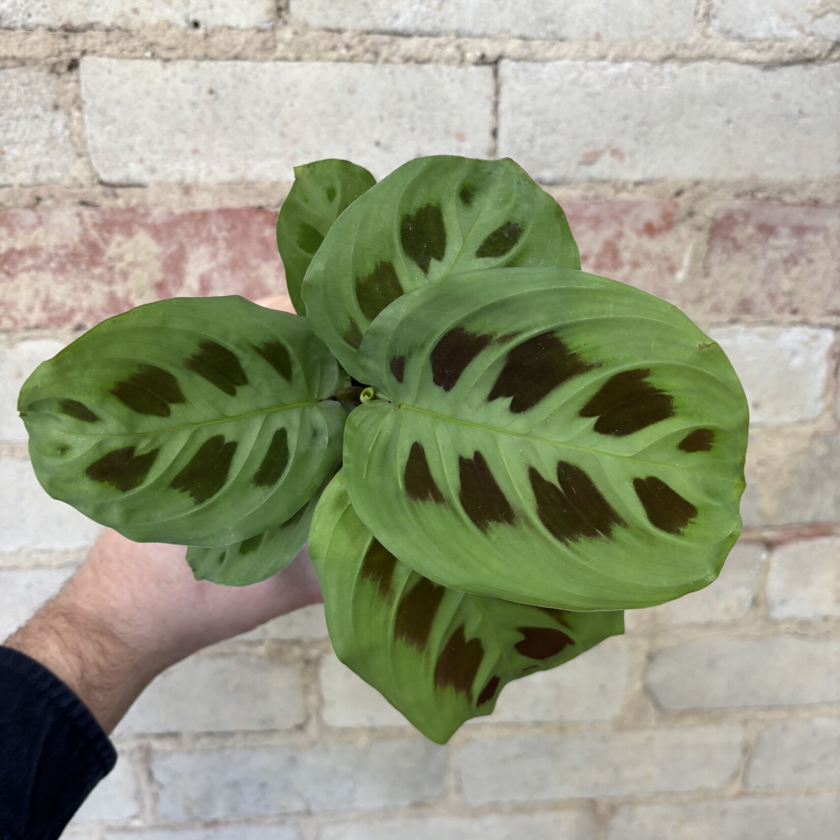 Rabbit Tracks Maranta 3.5"