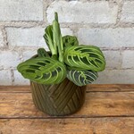 Lemon-Lime Maranta 3.5"