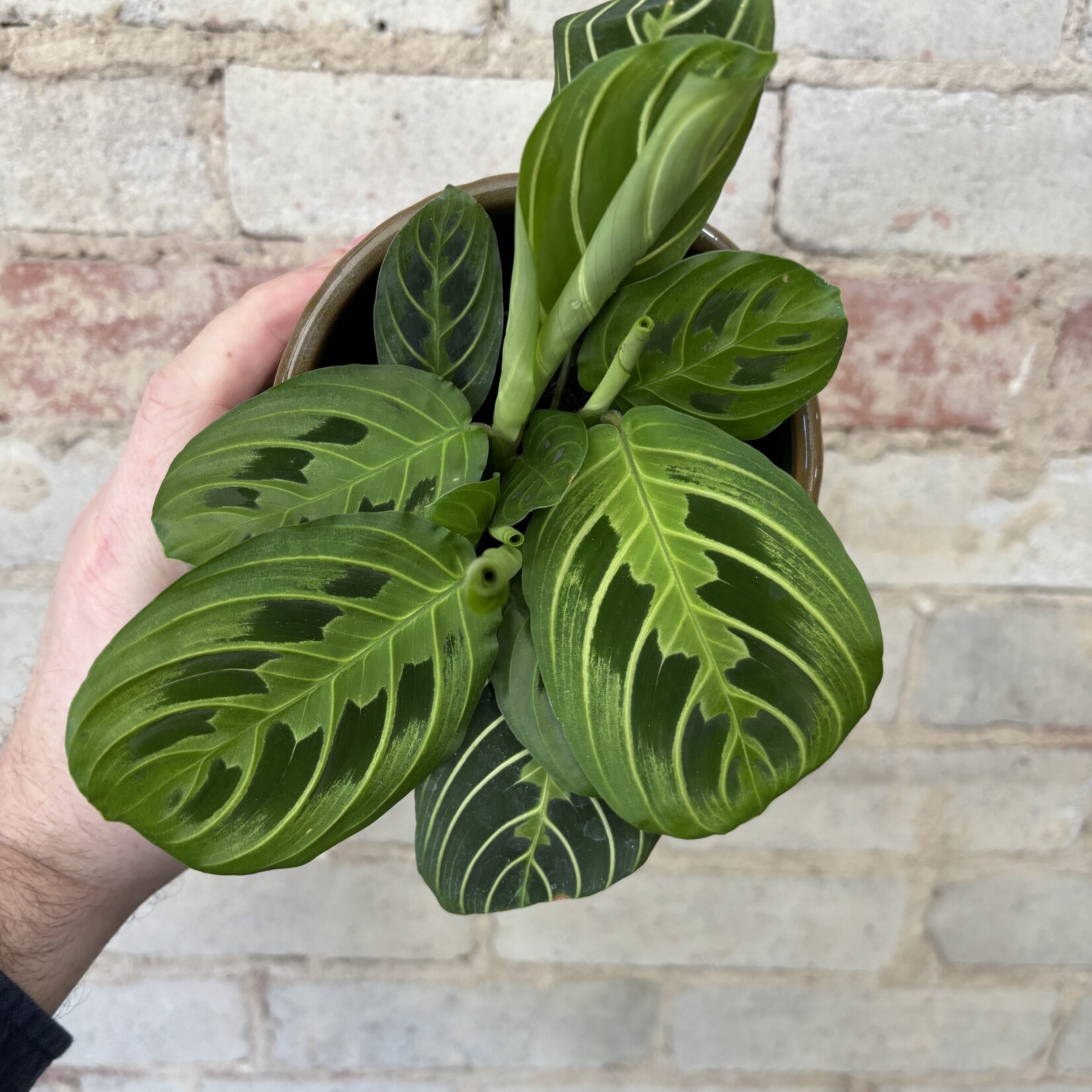 Lemon-Lime Maranta 3.5"