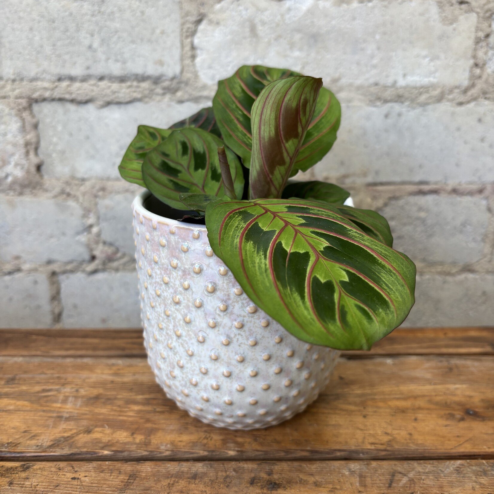 Red Maranta 3.5"