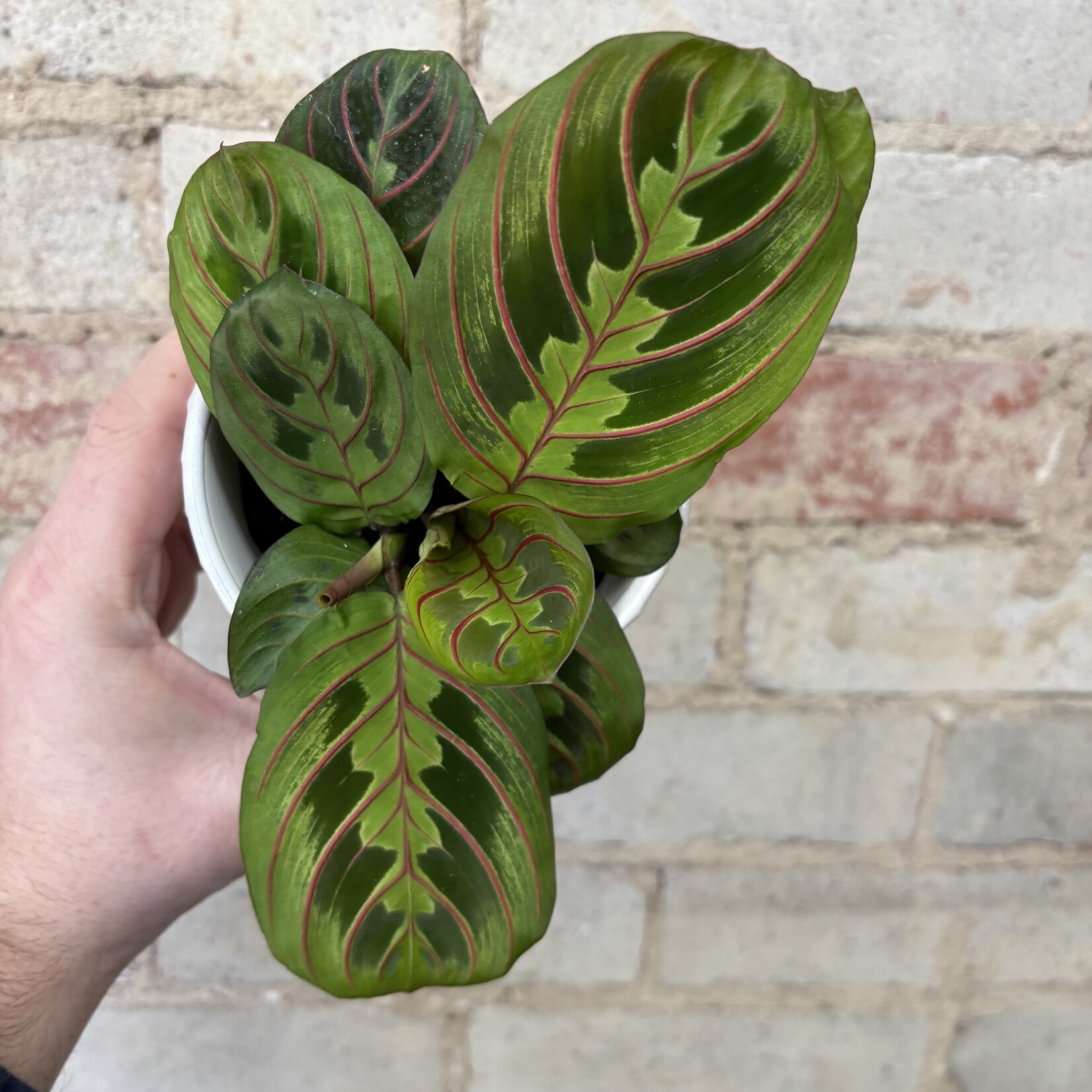 Red Maranta 3.5"