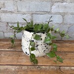 Hoya Krohniana Splash 5"