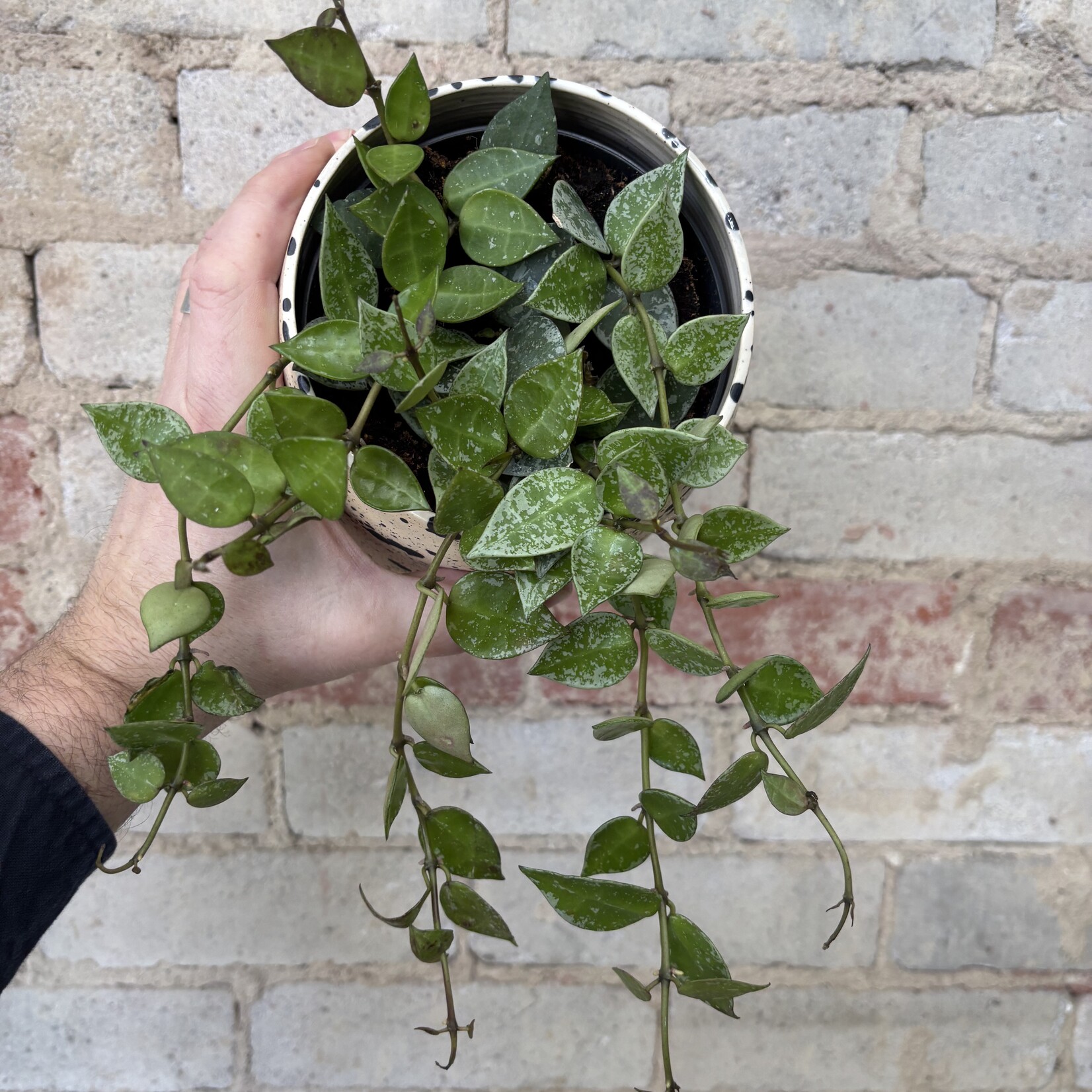 Hoya Krohniana Splash 5"