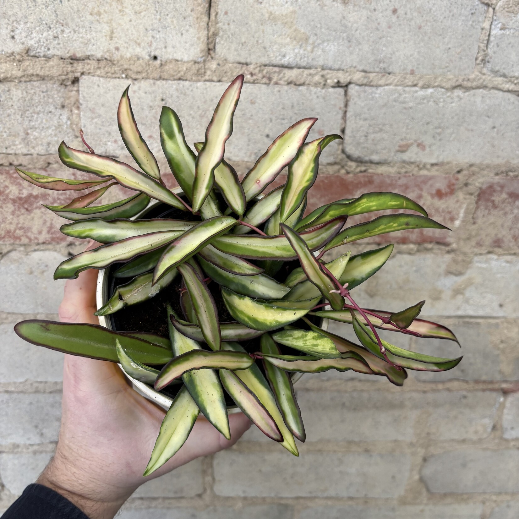 Hoya Kentiana Variegated 5"