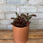 Peperomia Graveolens 3.5"