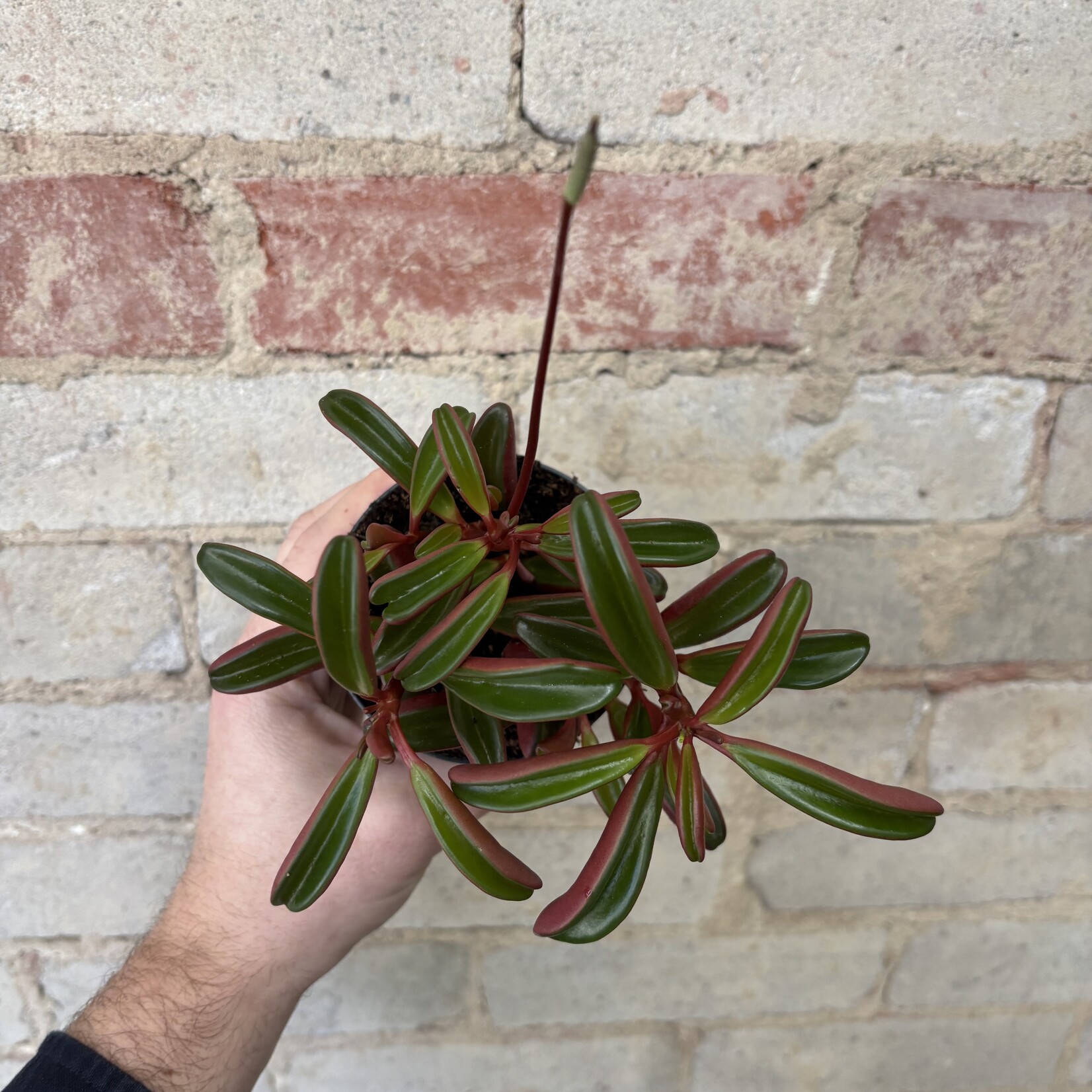 Peperomia Graveolens 3.5"