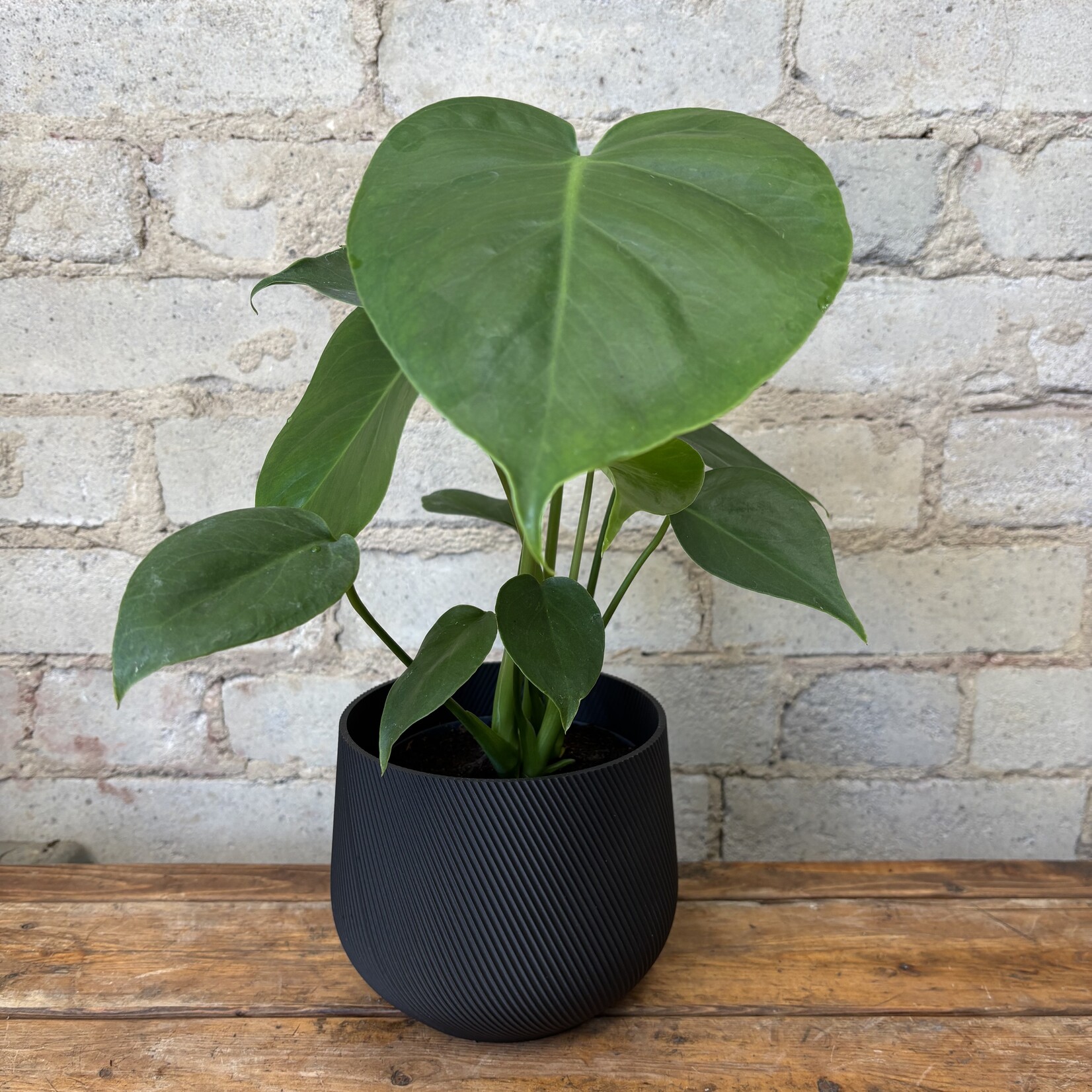 Monstera Deliciosa 5"