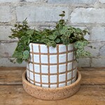 Peperomia String of Turtles 5”