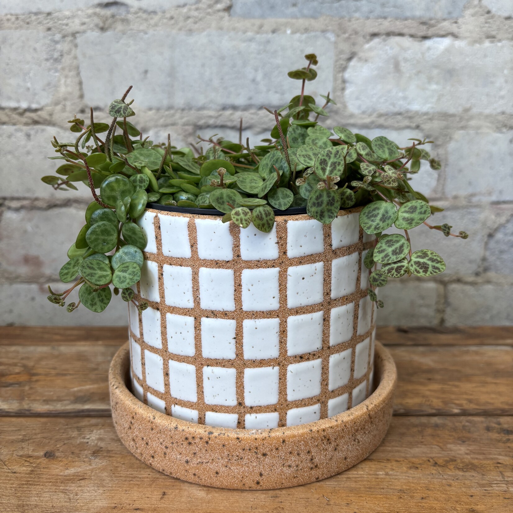 Peperomia String of Turtles 5”