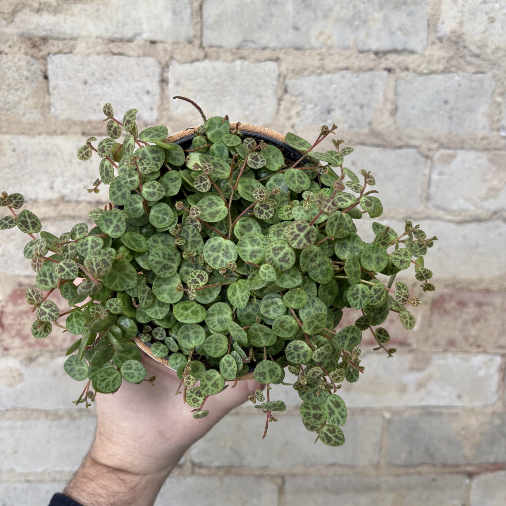Peperomia String of Turtles 5”