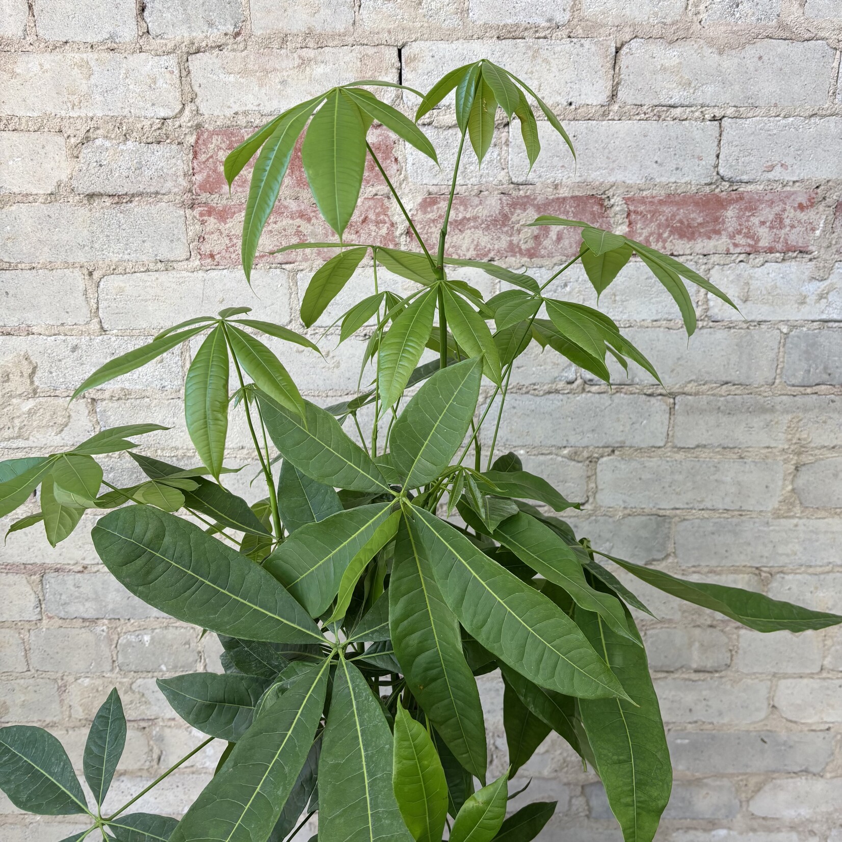 Pachira Aquatica - Money Tree 10"