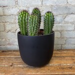Pipe Organ Cactus 8"