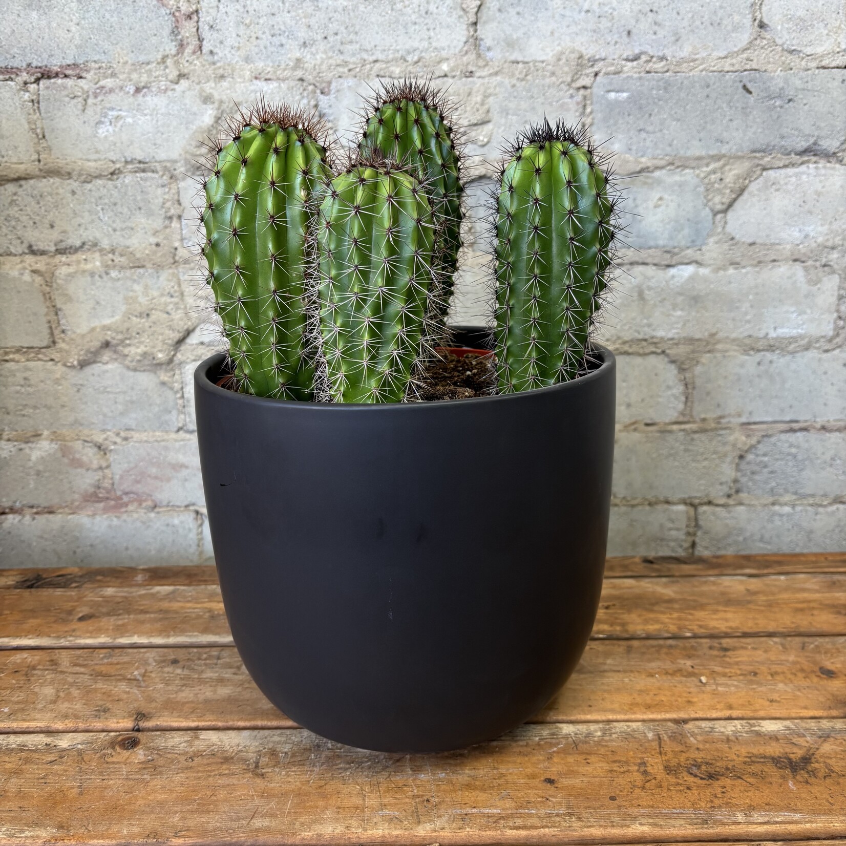 Pipe Organ Cactus 8"