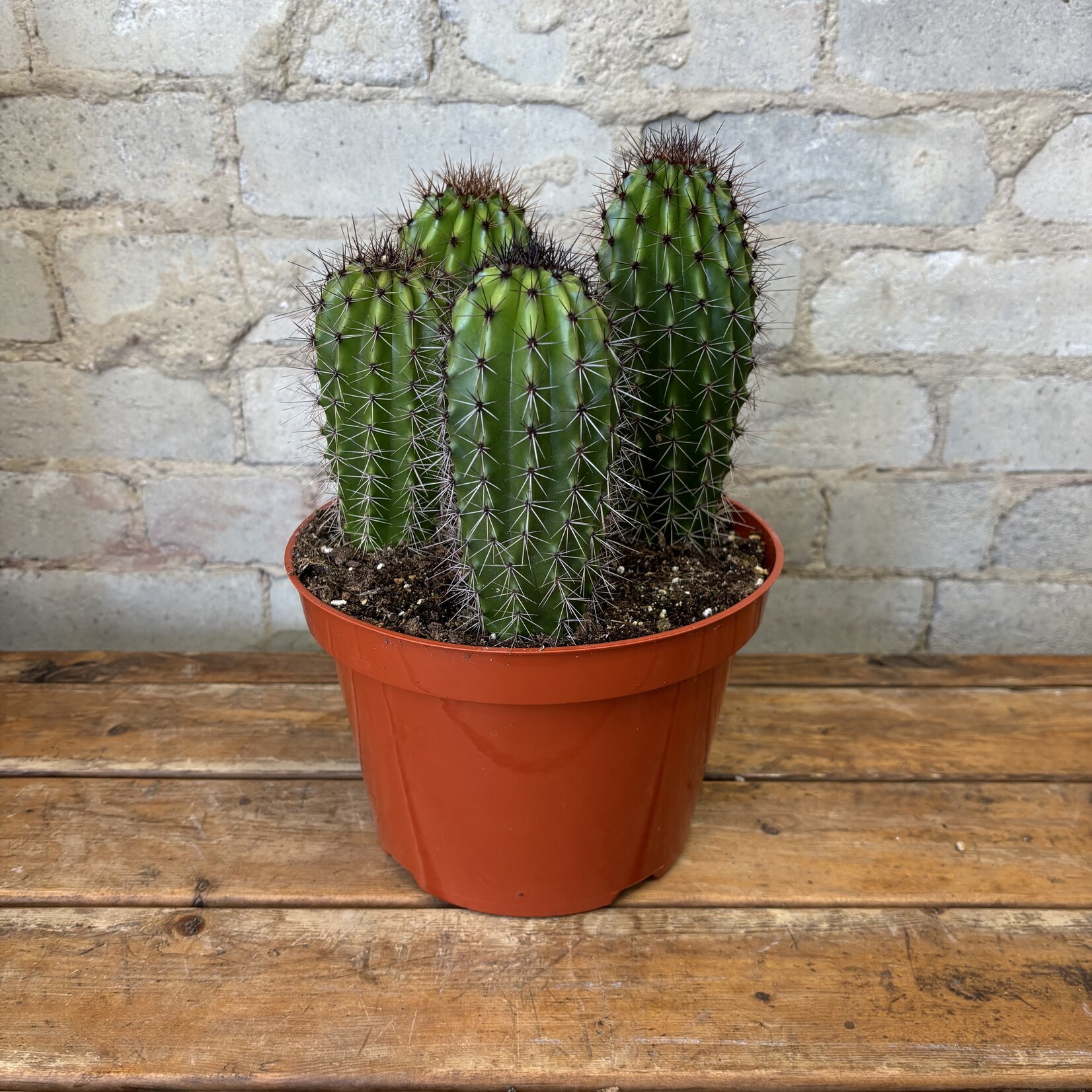 Pipe Organ Cactus 8"