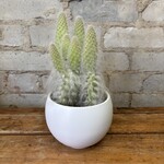 Opuntia 4" - Assorted 'D'