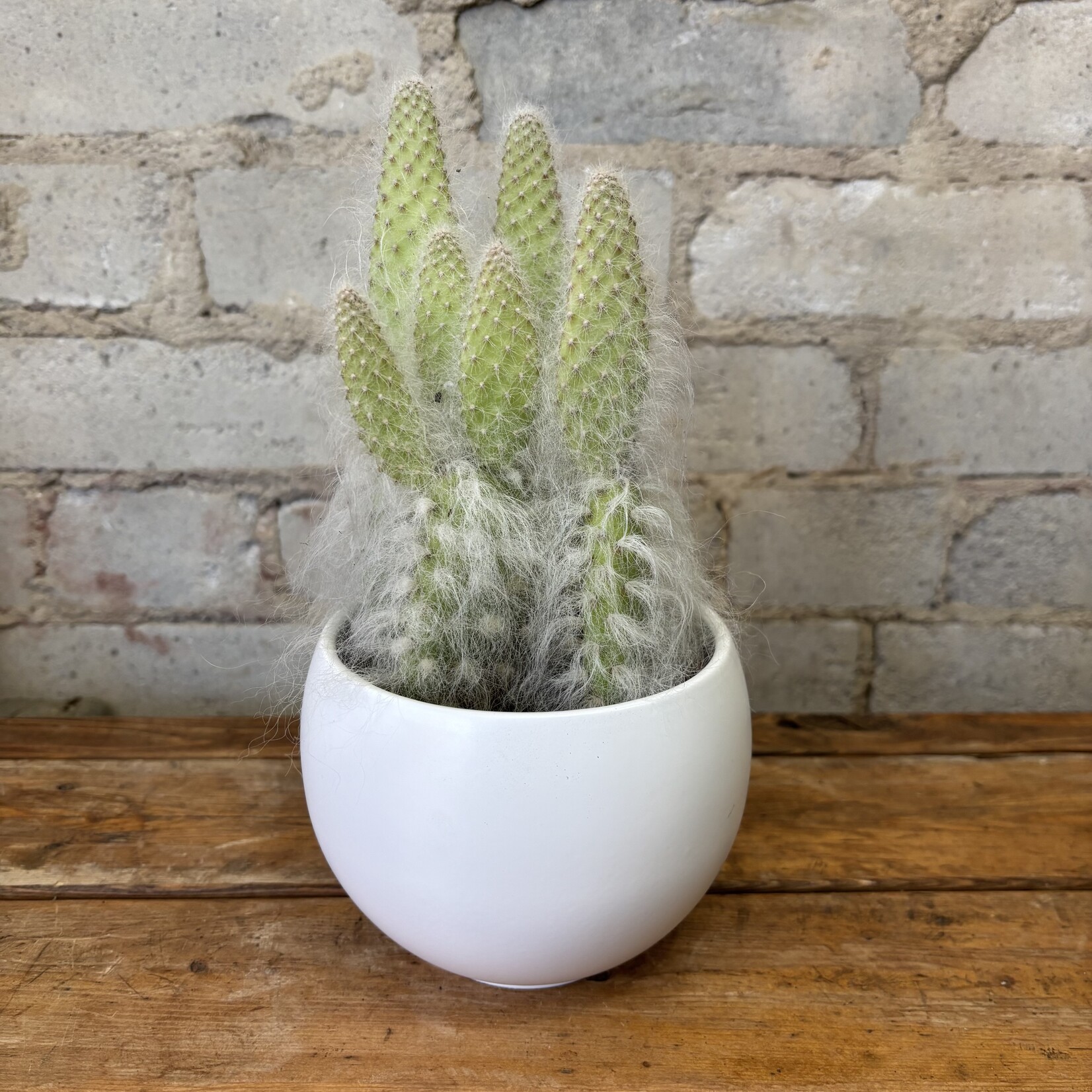 Opuntia 4" - Assorted 'D'