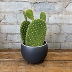Opuntia 4" - Assorted 'B'