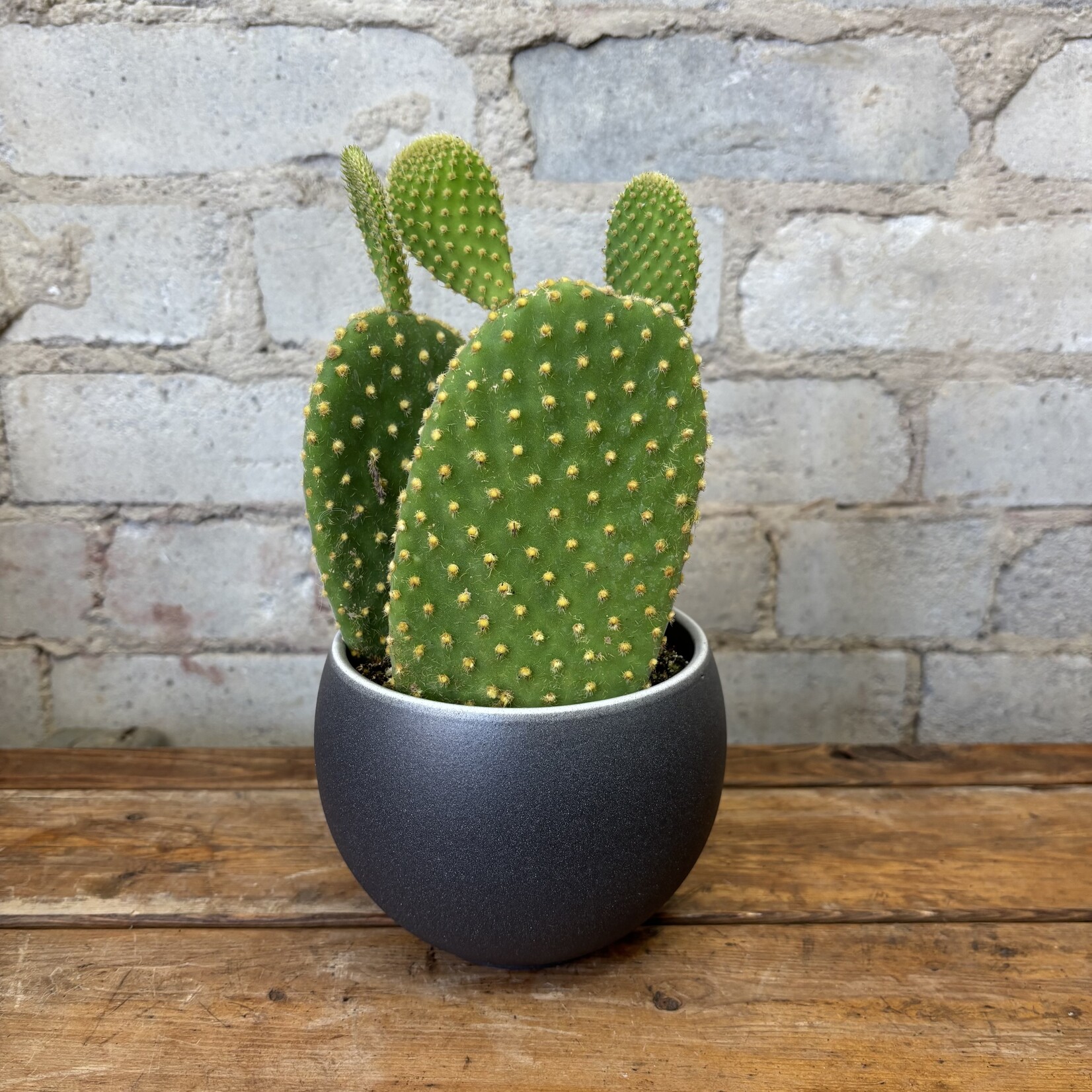 Opuntia Microdasys 'Yellow' 4"