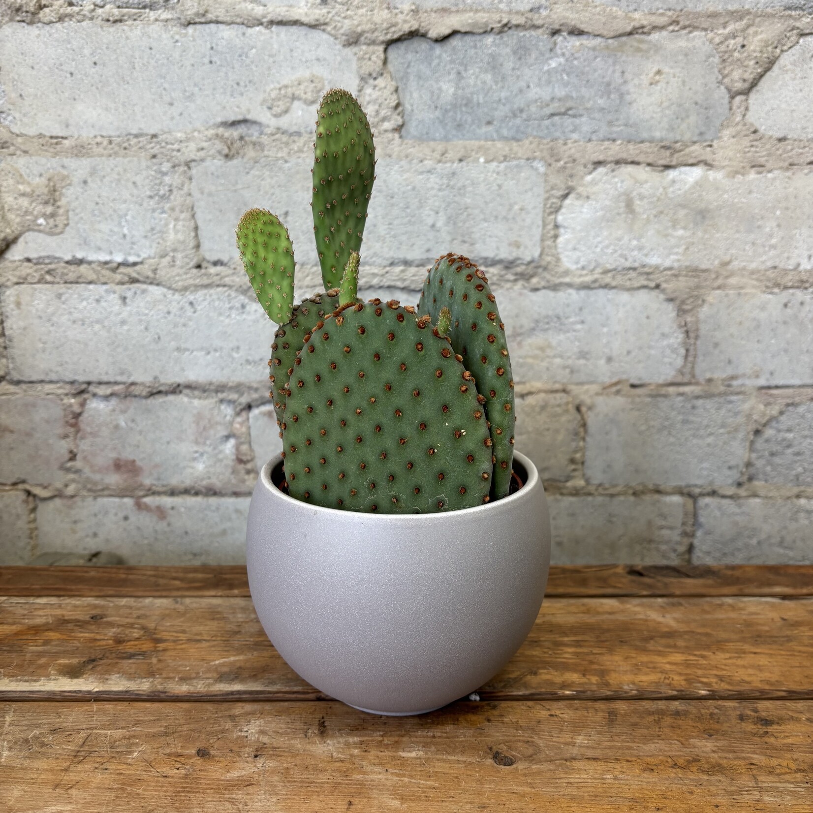 Opuntia Microdasys Rufida 4"