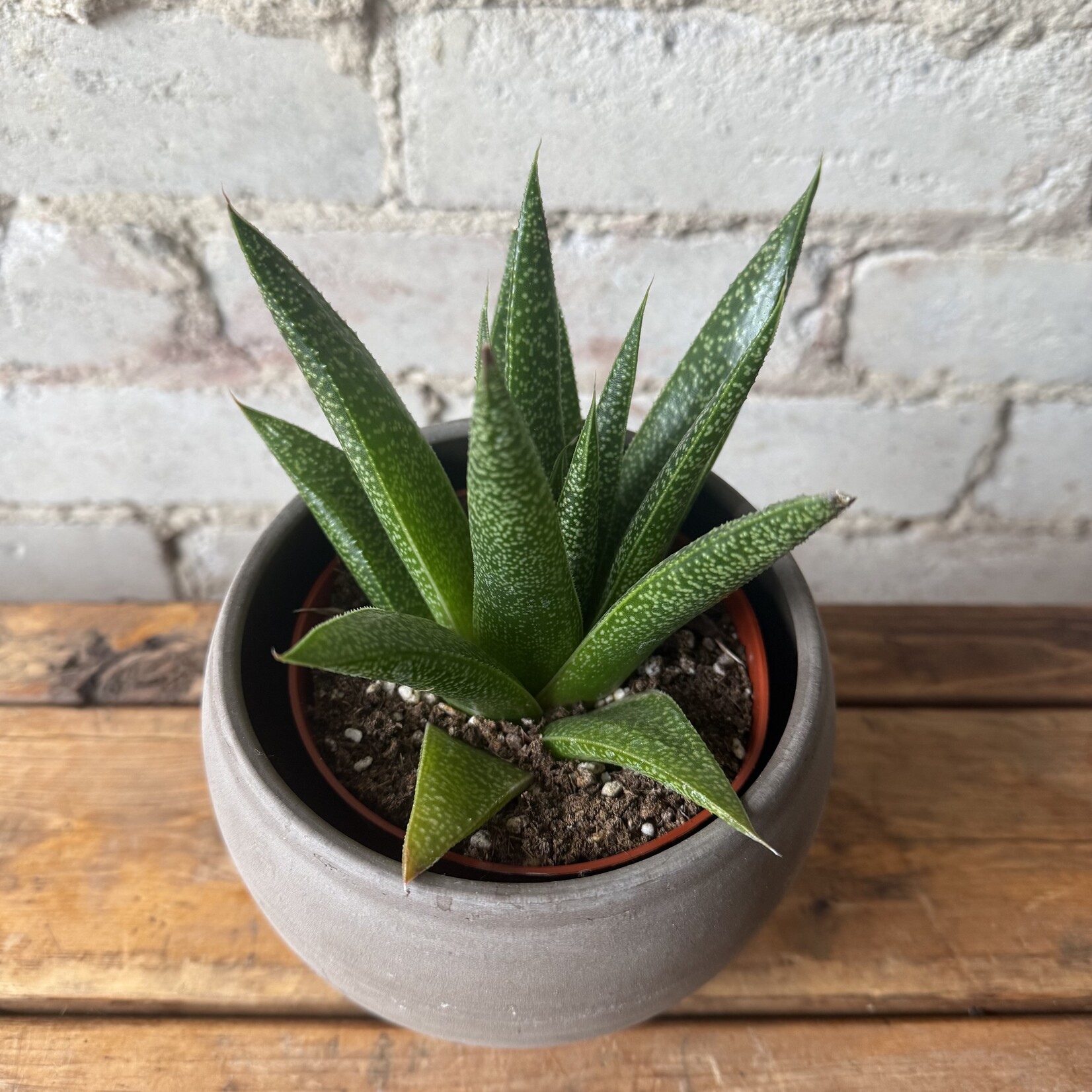Gasteria 4"