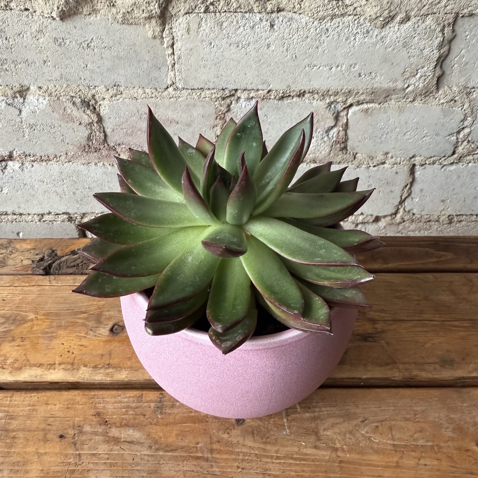 Echeveria 4" 'B'