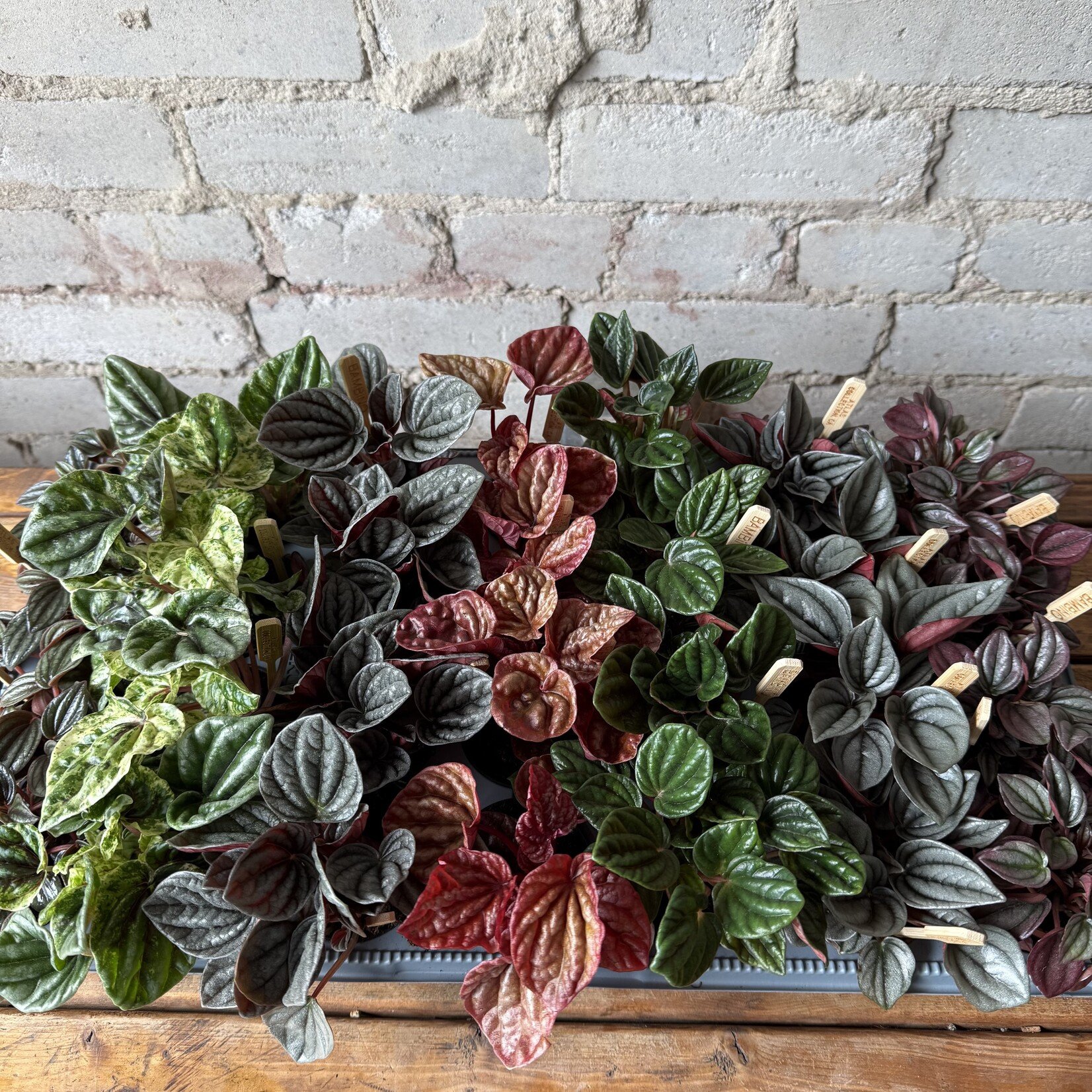 Peperomia Caperata (Assorted) 2.5"