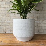 Assorted Pots Ray Pot (fits 12")