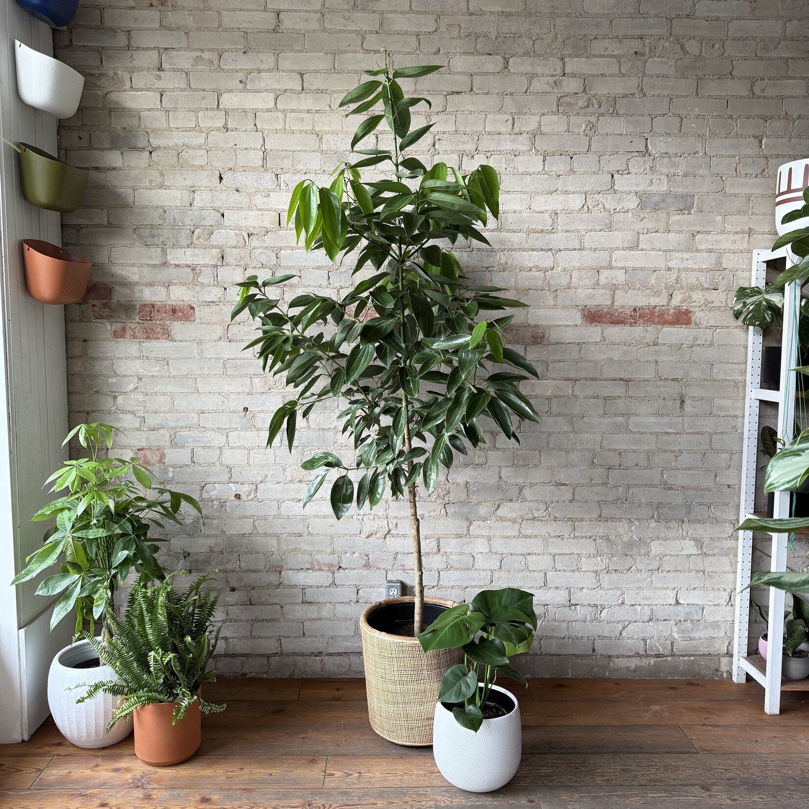 Cinnamon Tree 14"