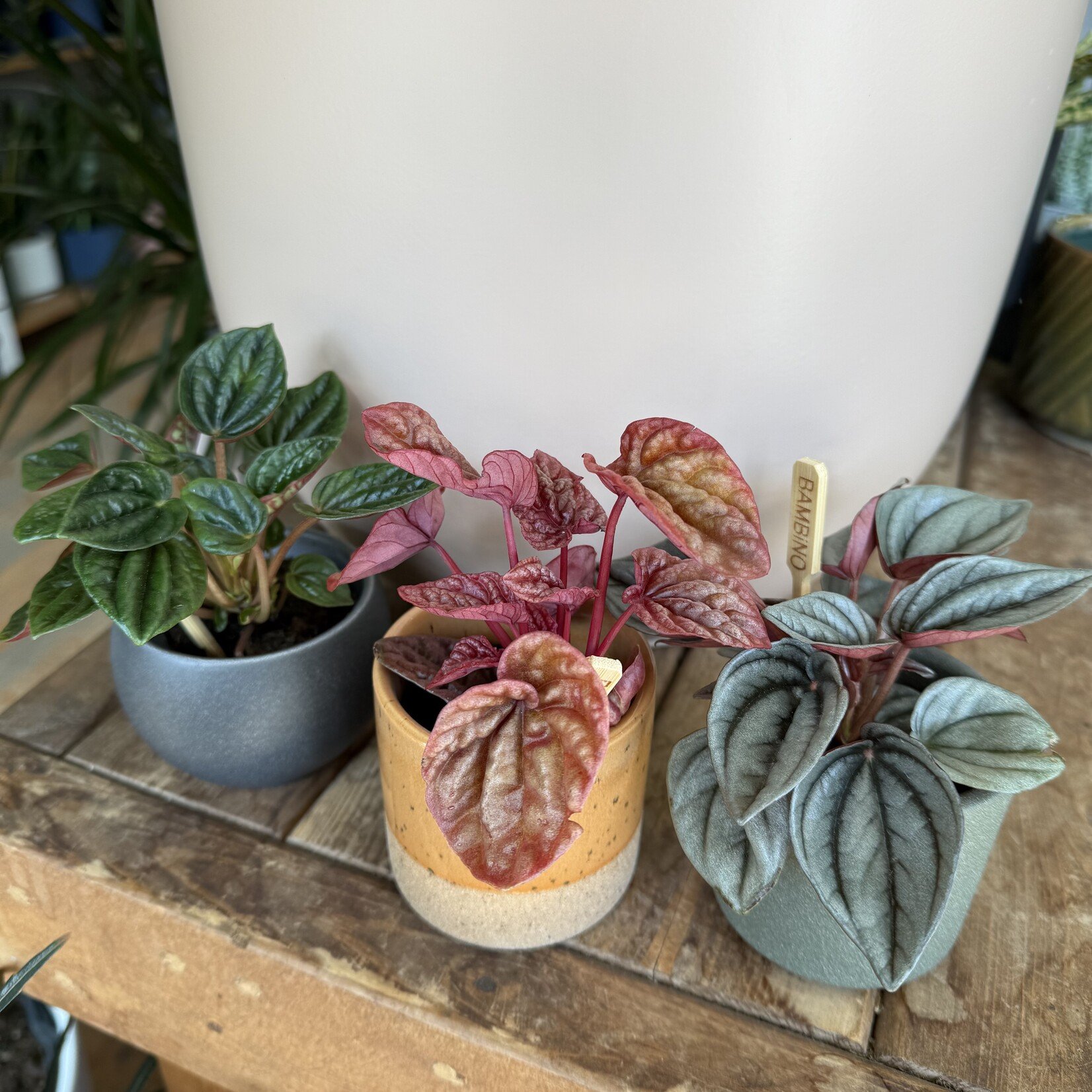 Peperomia Caperata (Assorted) 2.5"