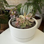 Succulent Arrangement "D" (White)