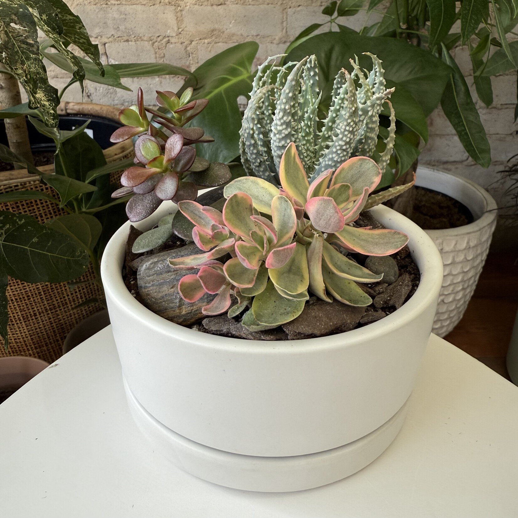 Succulent Arrangement "D" (White)