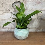 Green Flame Fern 2.5"