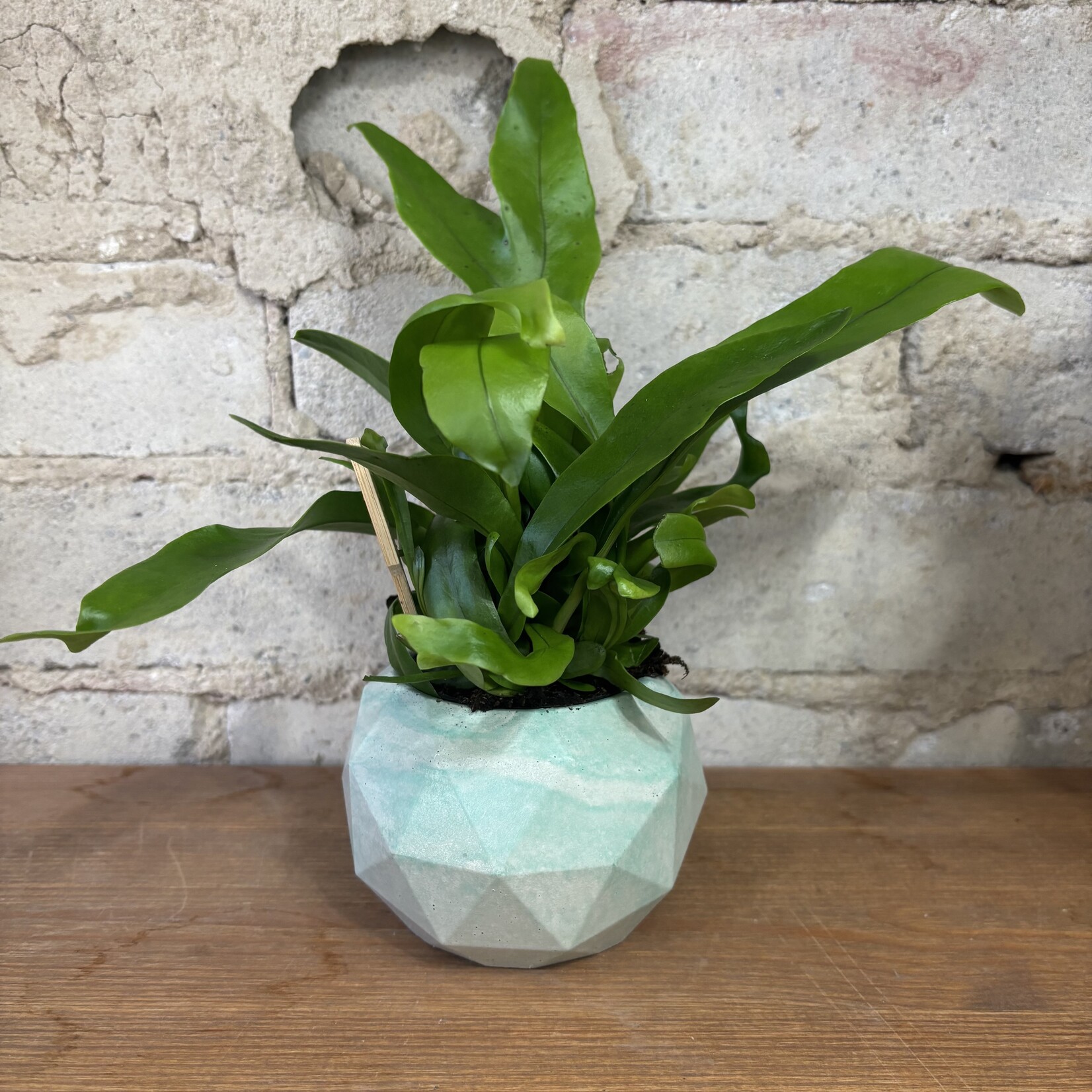 Green Flame Fern 2.5"