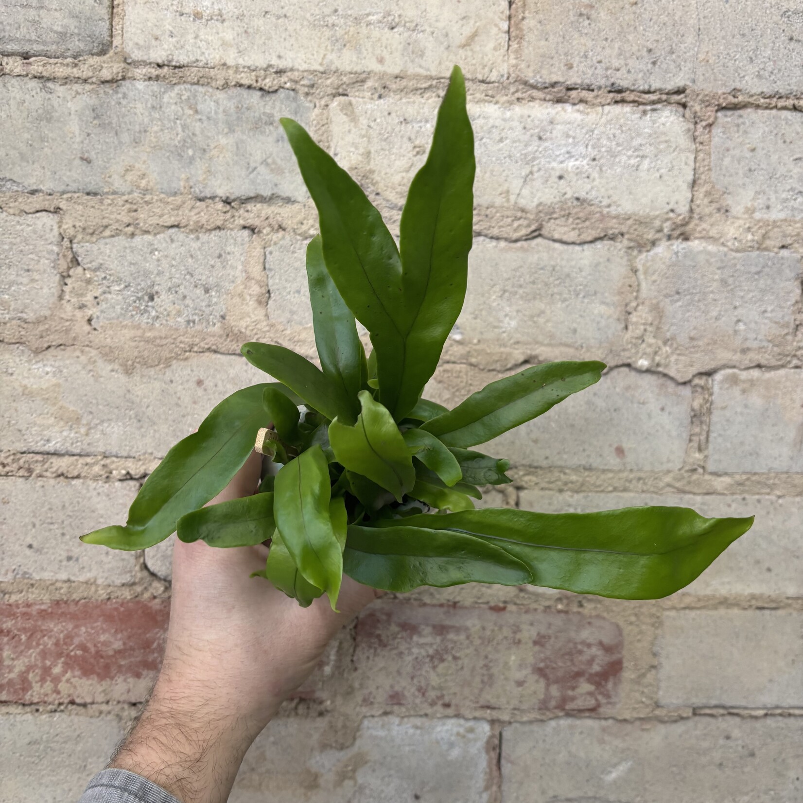 Green Flame Fern 2.5"