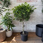 Ficus Moclame Braid 12"