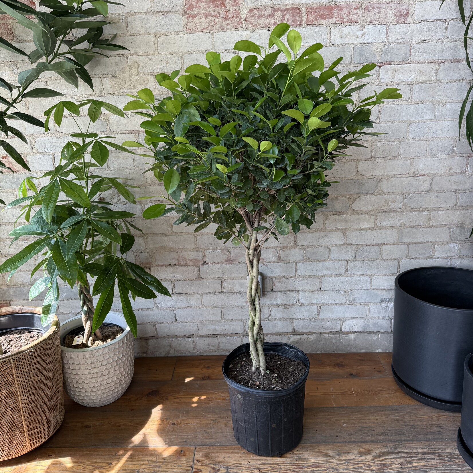 Ficus Moclame Braid 12"