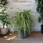 Ponytail Palm 14"