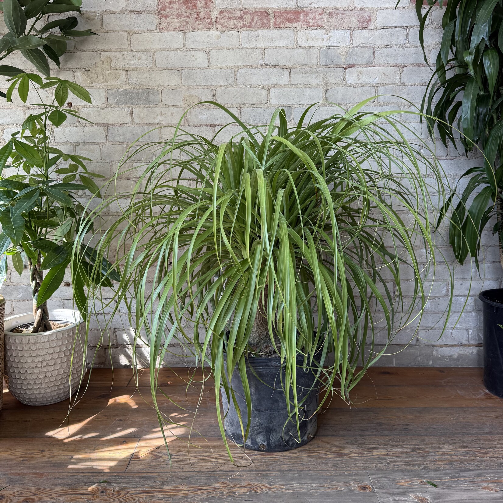 Ponytail Palm 14"