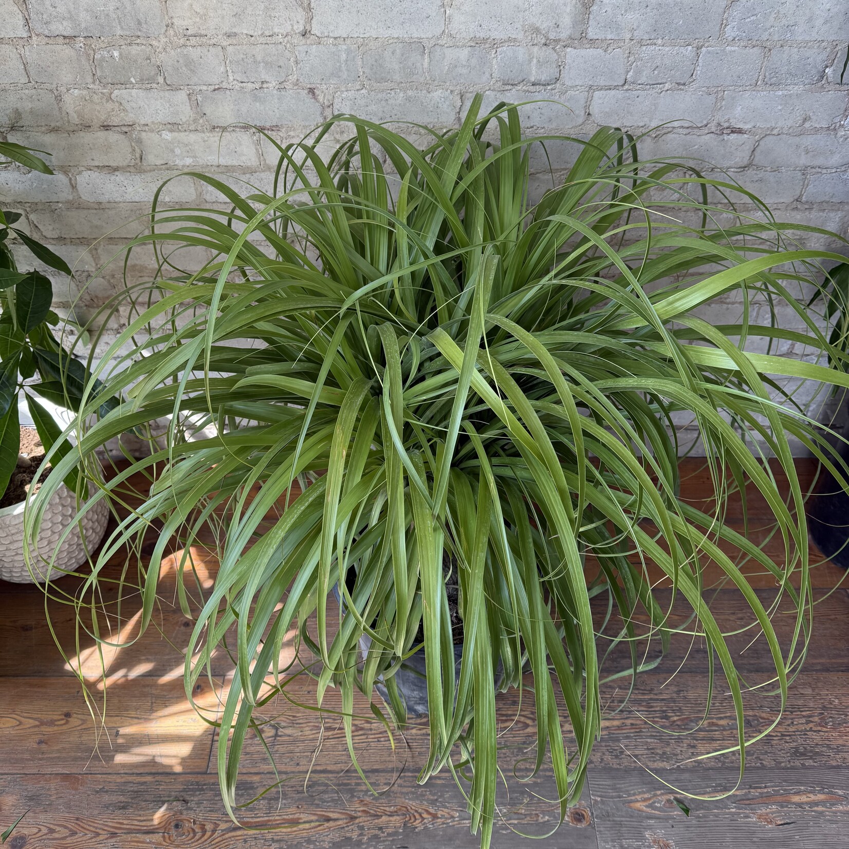 Ponytail Palm 14"