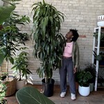 Dracaena Lisa Cane 14"