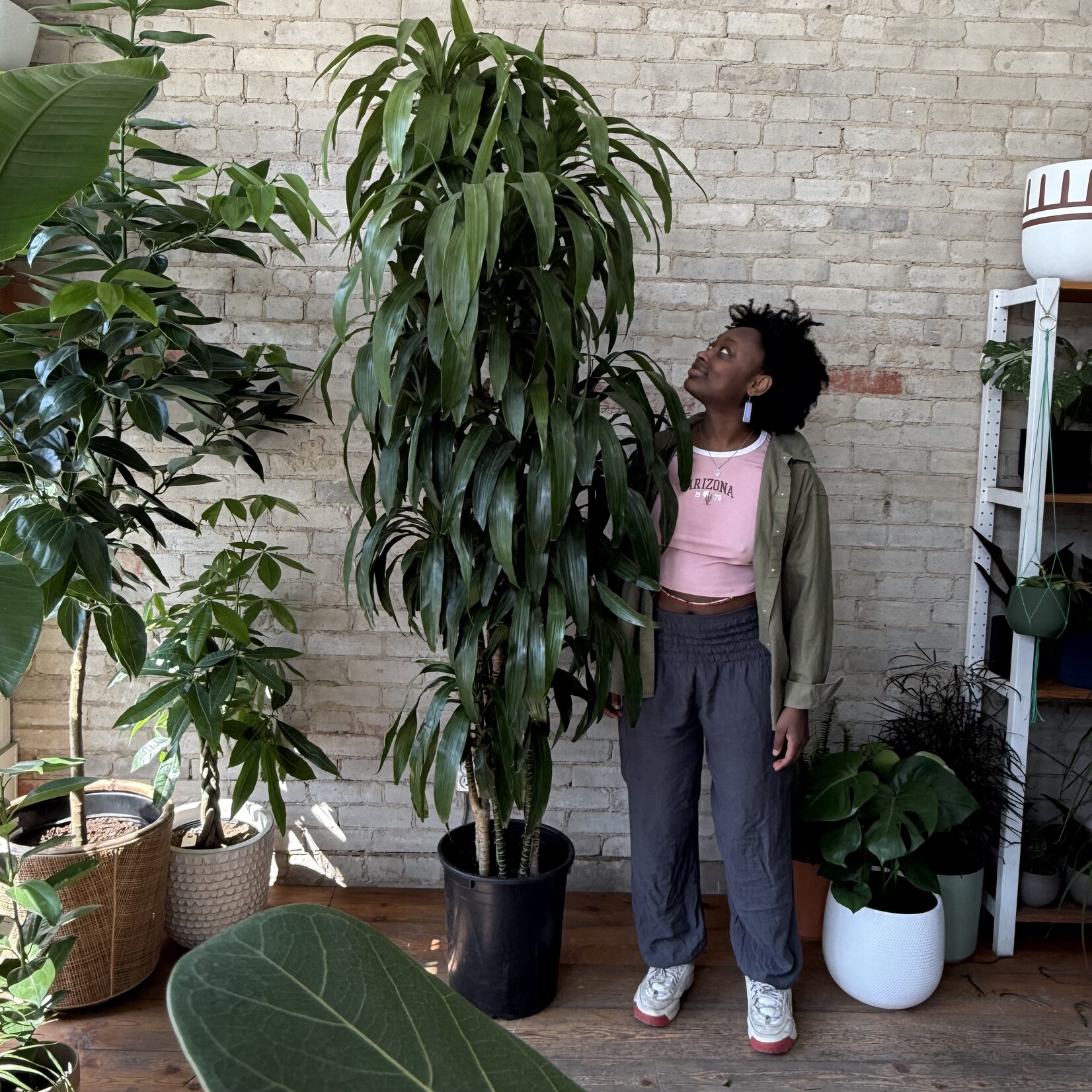 Dracaena Lisa Cane 14"
