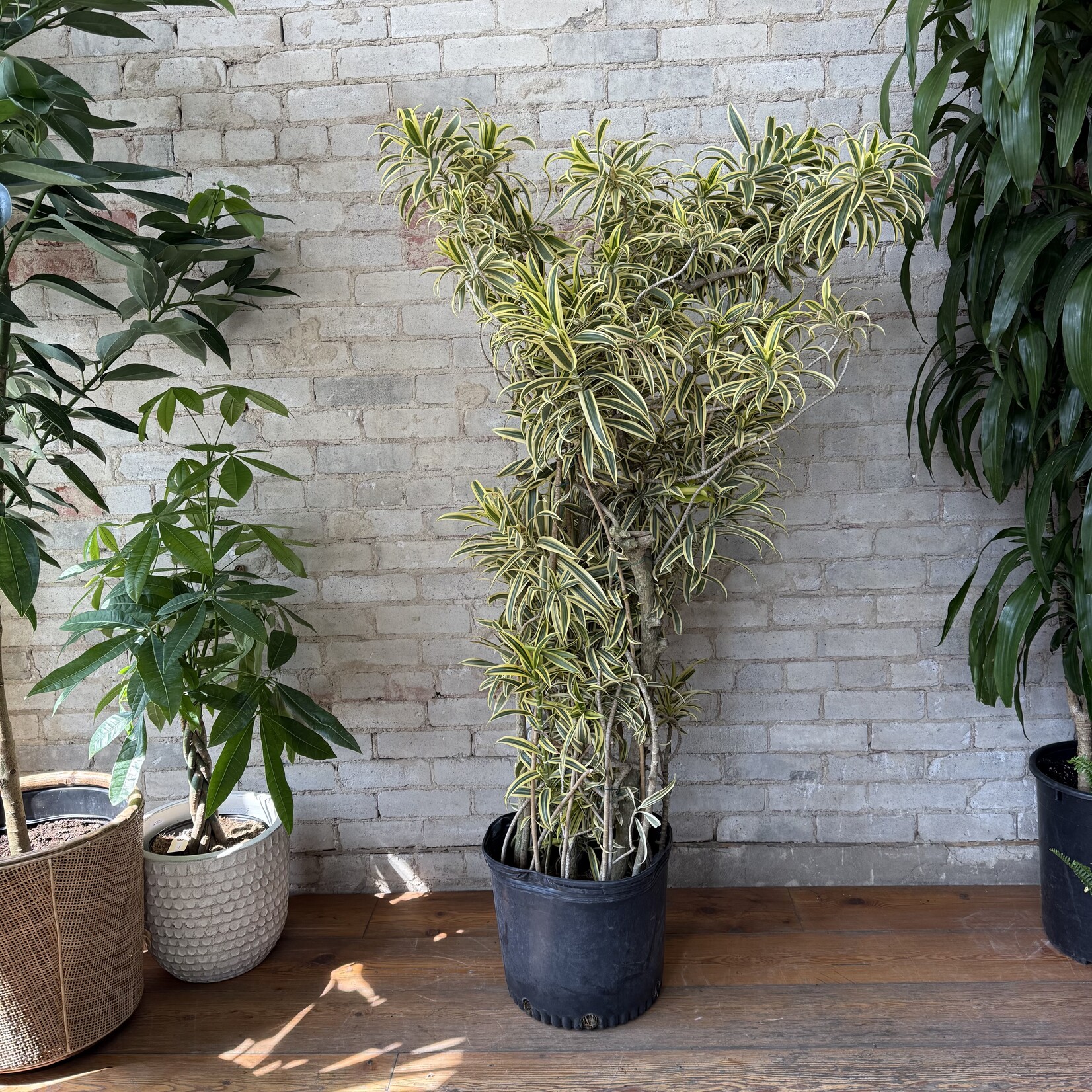 Dracaena Song of India 14"